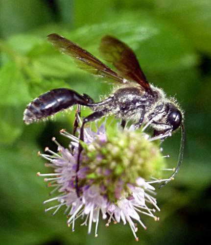 Isodontia mexicana