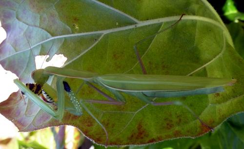 Mantis religiosa