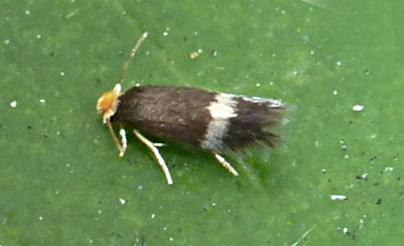 Stigmella microtheriella