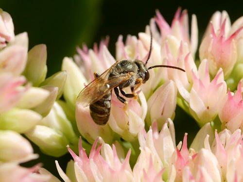 Seladonia subaurata