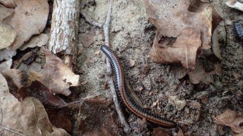 Réf. 213 740 : Ommatoiulus sabulosus