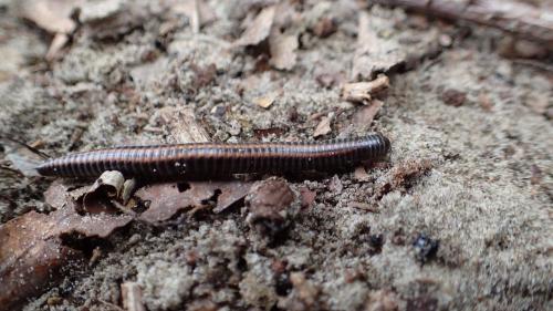 Réf. 213 742 : Ommatoiulus sabulosus