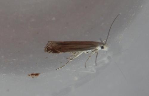 Réf. 213 602 : Isophrictis corsicella