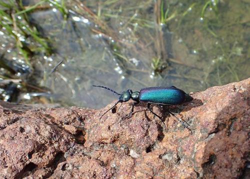 Cyaneolytta sp.