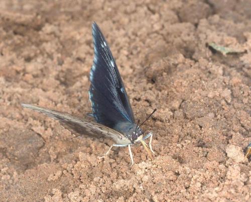 Charaxes sp.