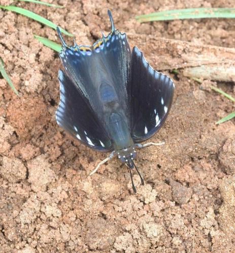Charaxes sp.