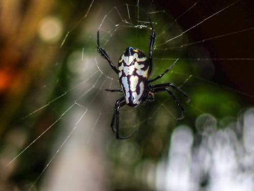 Réf. 213 575 : Opadometa grata