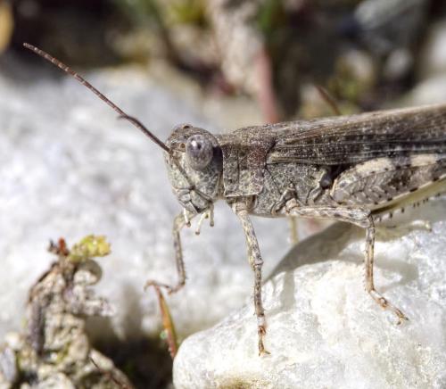 Réf. 213 081 : Epacromius tergestinus ponticus