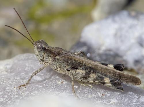 Réf. 213 056 : Epacromius tergestinus ponticus