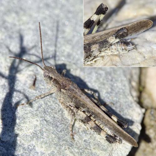Réf. 213 058 : Epacromius tergestinus ponticus