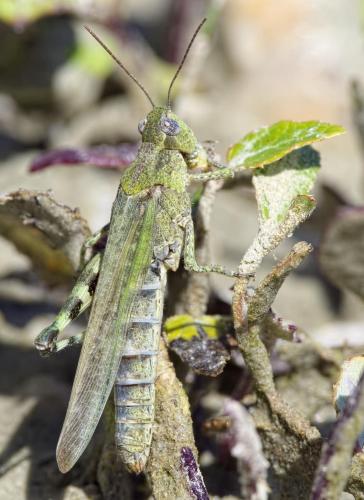Réf. 213 203 : Epacromius tergestinus ponticus