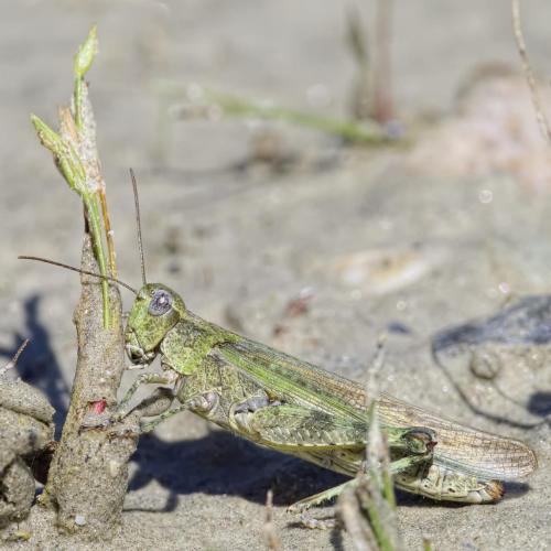 Réf. 213 202 : Epacromius tergestinus ponticus