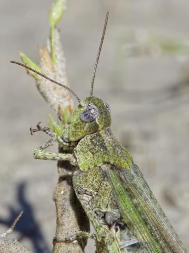 Réf. 213 204 : Epacromius tergestinus ponticus