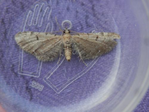 Réf. 213 035 : Eupithecia absinthiata