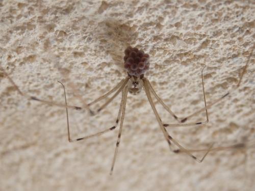 Holocnemus pluchei