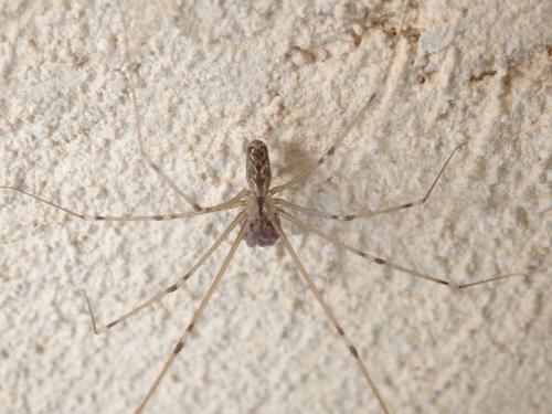 Holocnemus pluchei