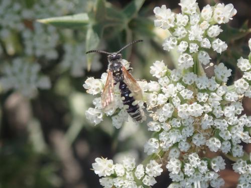 Réf. 213 413 : Colpa sexmaculata