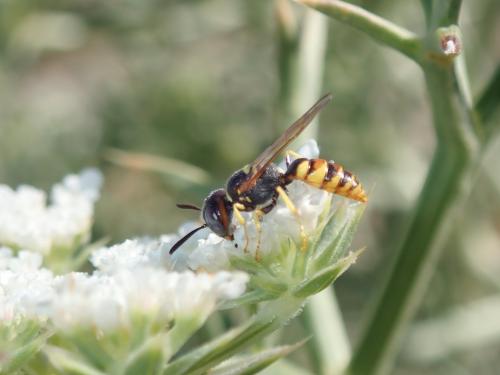 Philanthus sp.