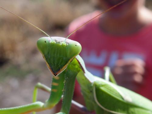 Sphodromantis viridis