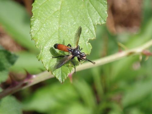 Cylindromyia sp.