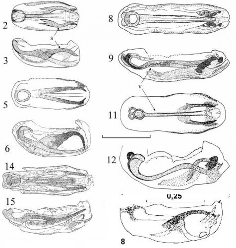 Ochetostethus sp.