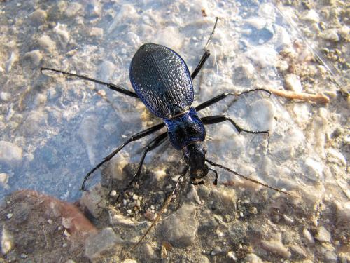 Carabus intricatus