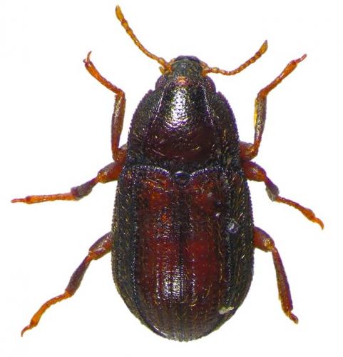 Oulimnius tuberculatus