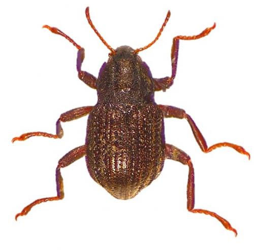 Réf. 213 057 : Elmis maugetii