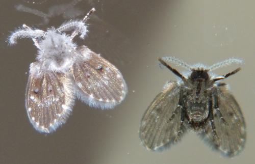 Réf. 213 587 : Clogmia albipunctata