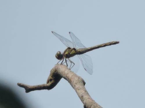 Réf. 213 291 : Sympetrum striolatum