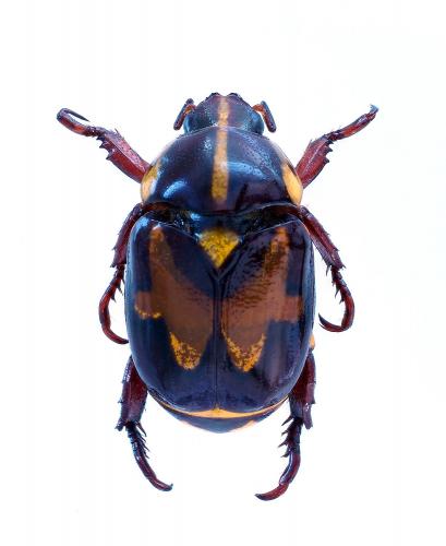Réf. 213 596 : Rutela histrio