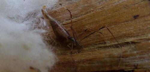 Rhomphaea nasica