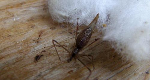 Réf. 213 114 : Rhomphaea nasica