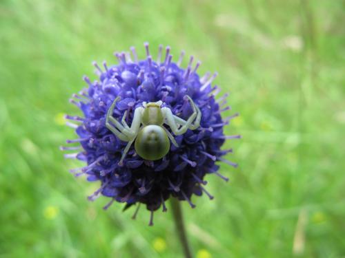Misumena vatia