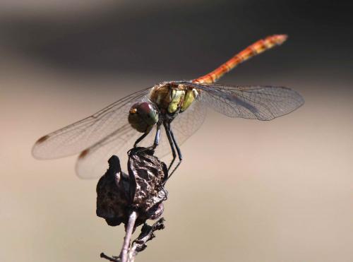 Sympetrum striolatum