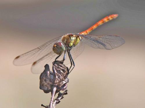 Sympetrum striolatum