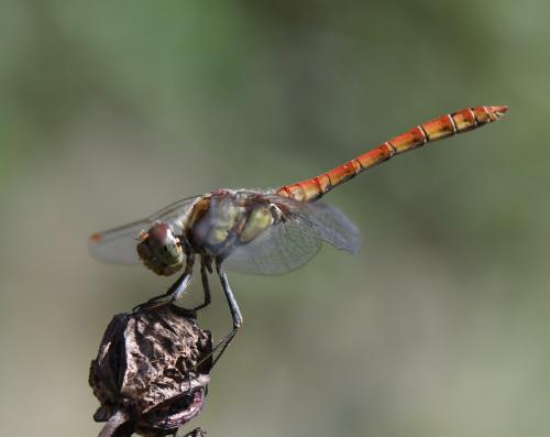 Sympetrum striolatum