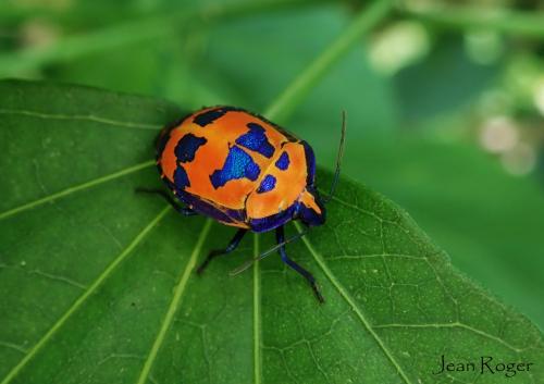 Tectocoris diophthalmus