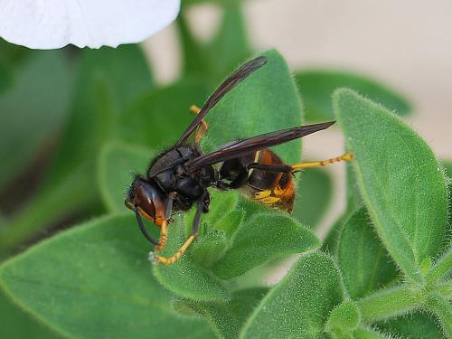 Vespa velutina