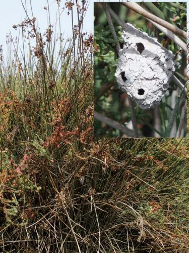 Sceliphron sp.