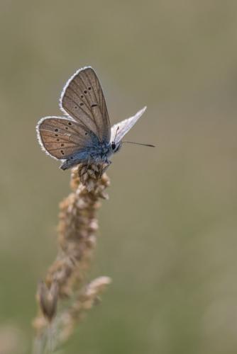 Cyaniris semiargus