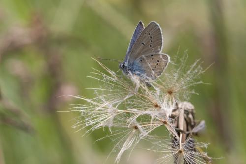 Cyaniris semiargus