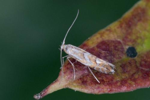 Réf. 213 997 : Phyllonorycter sp.