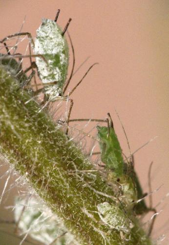 Macrosiphum albifrons