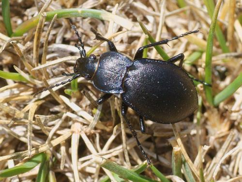 Réf. 213 512 : Carabus convexus