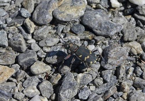 Réf. 213 473 : Cicindela hybrida