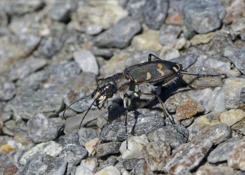 Réf. 213 472 : Cicindela hybrida