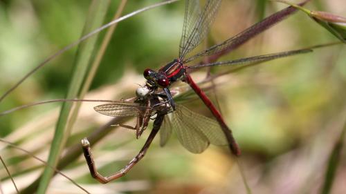 Pyrrhosoma nymphula