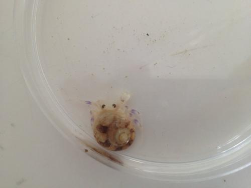 Pagurus prideaux