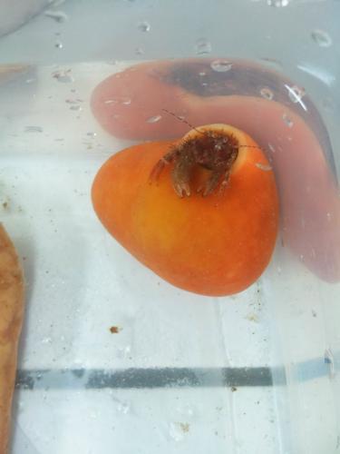 Pagurus cuanensis